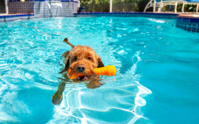The Benefits of A Saltwater Pool Conversion